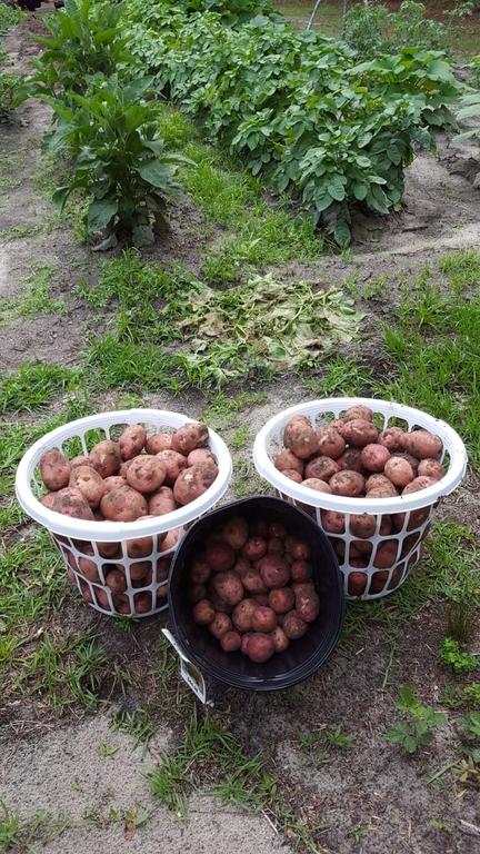 Potato_harvest