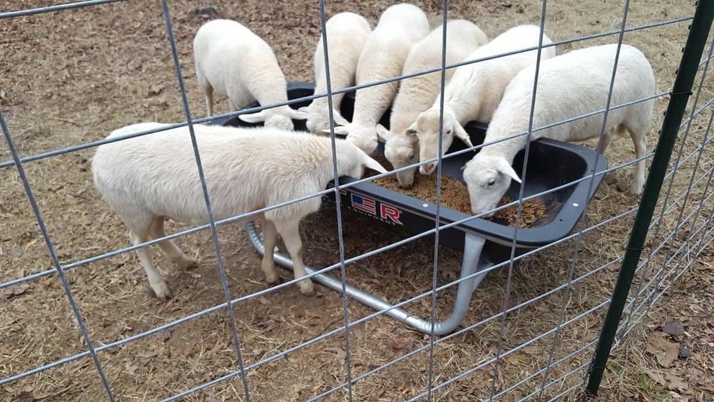 Lambs_eating