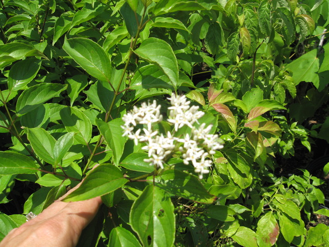 Silky+dogwood+shrub