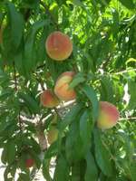 Ogeechee-peaches