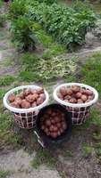 Potato_harvest