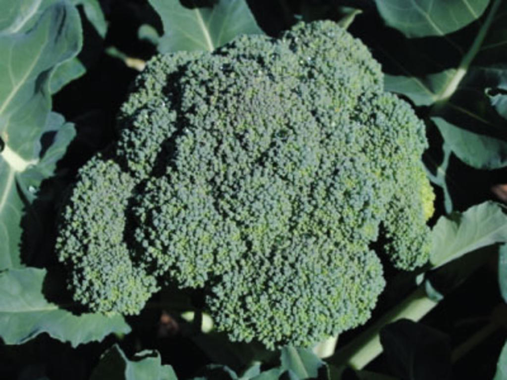 Premium-crop-broccoli-seeds