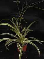 Spider_plant_-_med