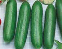 Burpless-bush-slicer-cucumber-seeds