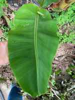 Banana_leaf