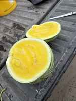 Yellow_melons