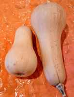 Prbutternut