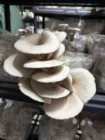 Oyster_mushrooms